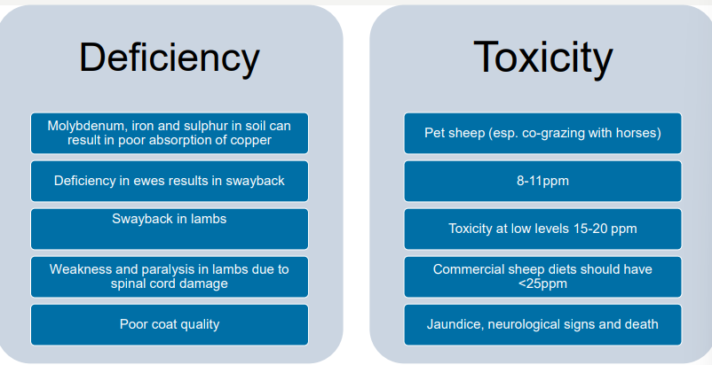 <p>sheep dont have added copper but horses and cow do in their feed</p><p></p><p>cos sheep more sensitive to copper</p>
