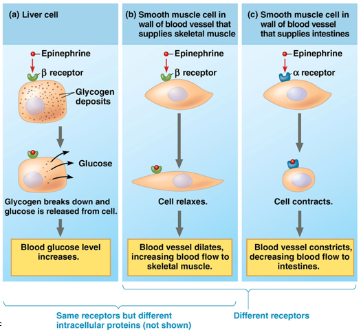 <p>a. binds to beta receptor on surface of liver cell (contains glycogen deposits) = breakdown of glycogen into glucose, which is then released from the cell = blood glucose levels increase</p><p>b. smooth muscle cells in wall of blood vessel supplying skeletal muscle: binds to beta receptor on cell surface = cell relaxes = blood vessel dilates = increased flow to skeletal muscle</p><p>c. smooth muscle cell in wall of blood vessel supplying intestines: binds to alpha receptor on cell surface = cell contracts = blood vessel constricts = decreased flow to intestines</p>
