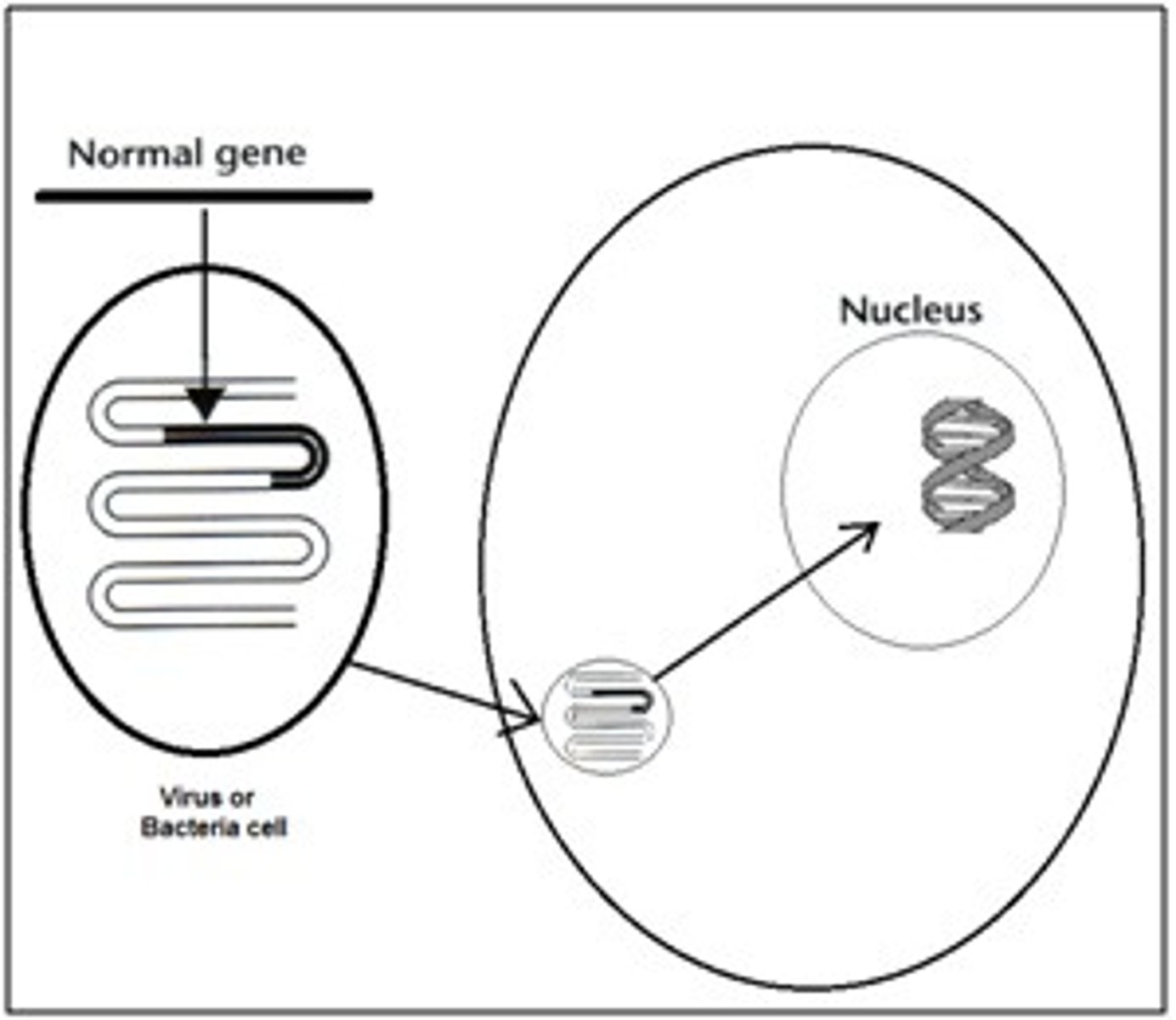 <p>The process of changing a gene to treat a medical disease or disorder. An absent or faulty gene is replaced by a normal working gene.</p>