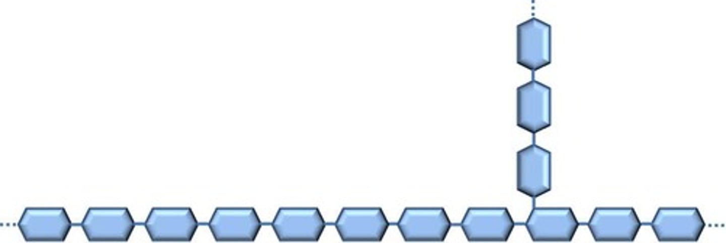 <p>A large, insoluble molecule made of many glucose molecules (used to store glucose in the muscles)</p>