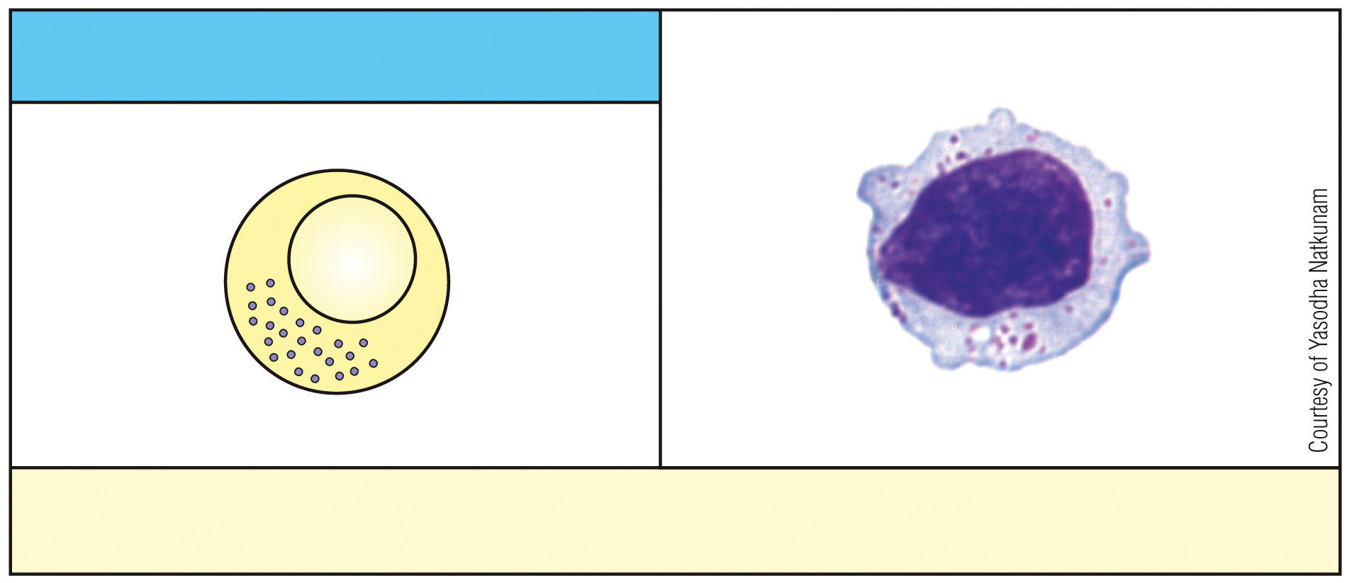 <p>What is this cell &amp; what is its function?</p>