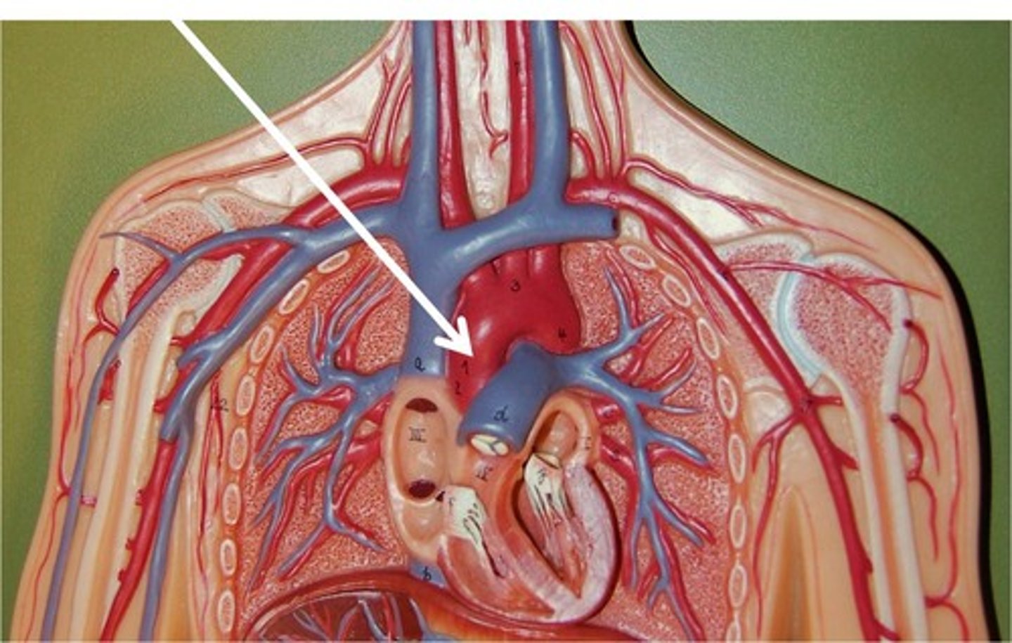 <p>portion</p><p>attached portion of aorta</p><p>7</p>