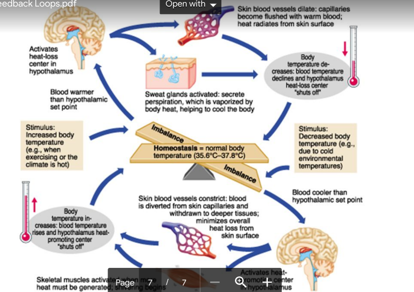 * Receptors: To detect changes  
* Processing: To determine response 
* Effectors: Return parameter to steady state

\
Ex: Body temp 

* Human body temp maintained at about 37 degrees
  * Receptors - temperature receptors (skin, blood) 
  * Processor - hypothalamus controls/ regulates body temperature 
  * Effectors - muscle contractions, sweat glands, blood vessels, metabolism 
