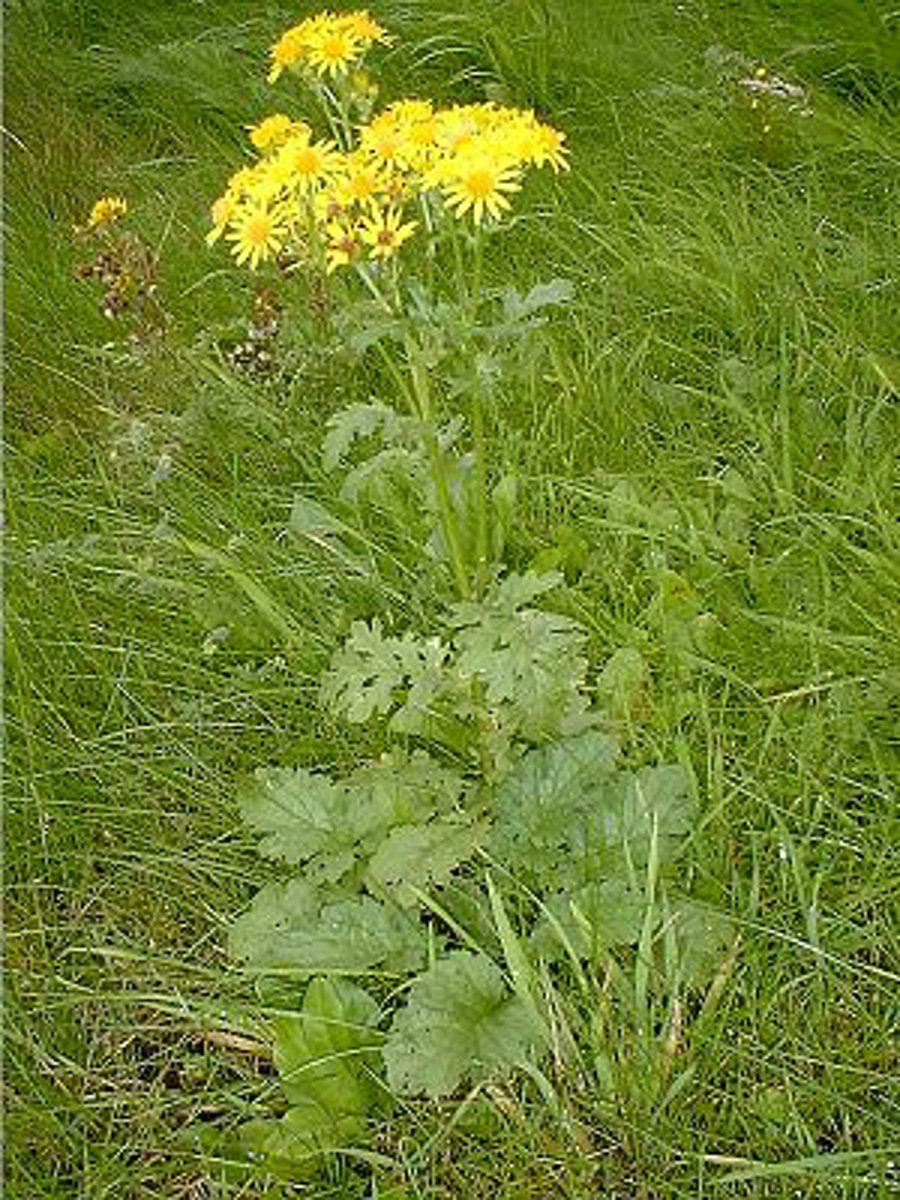 <p>Jakobskruiskruid</p>