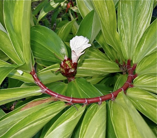 <p><span style="font-family: Inter, helvetica, arial, sans-serif">Variegated Spiral Ginger</span></p>