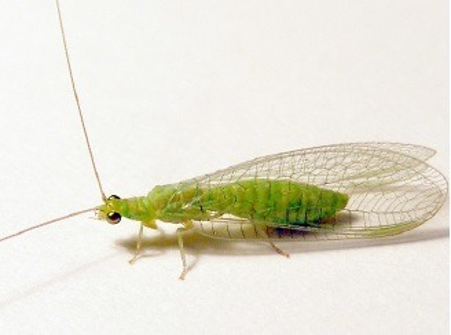 <p>-Adults: green with gold eyes</p><p>-Lay eggs on stalks</p><p>-Detect bats (tymapanal organs near base of forewing)</p><p>-Larvae are "aphid lions"</p><p>-Larvae spiny and cryptic</p>