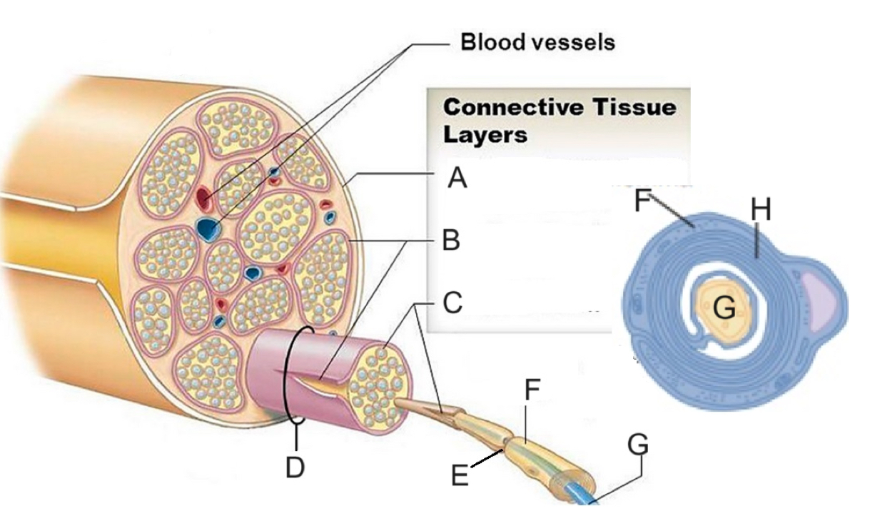 <p>What is the name of structure B?</p>