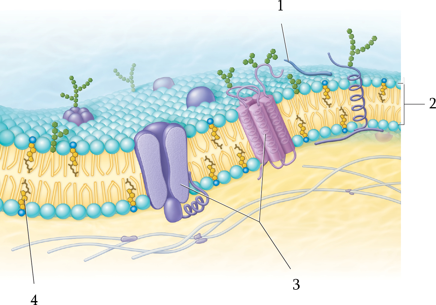 <p>Phospholipid layer </p>