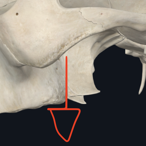 <p><span>LIMITE POSTERIOR E INFERIOR</span></p>