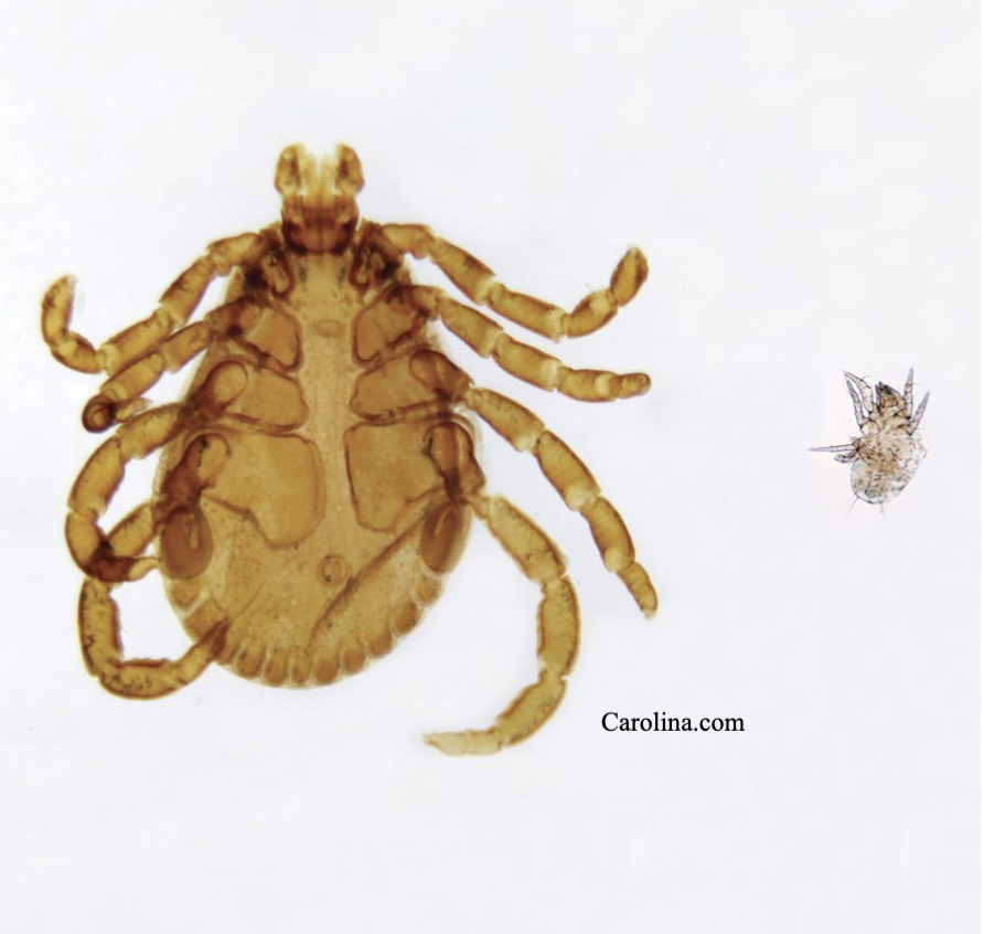 <ul><li><p>dentify </p></li></ul><ul><li><p>representative genus</p></li><li><p>disease</p></li></ul><p></p>