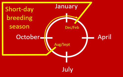 <p><span>–Sheep and goats are <strong><em>short</em>-</strong>day seasonal breeders</span></p>