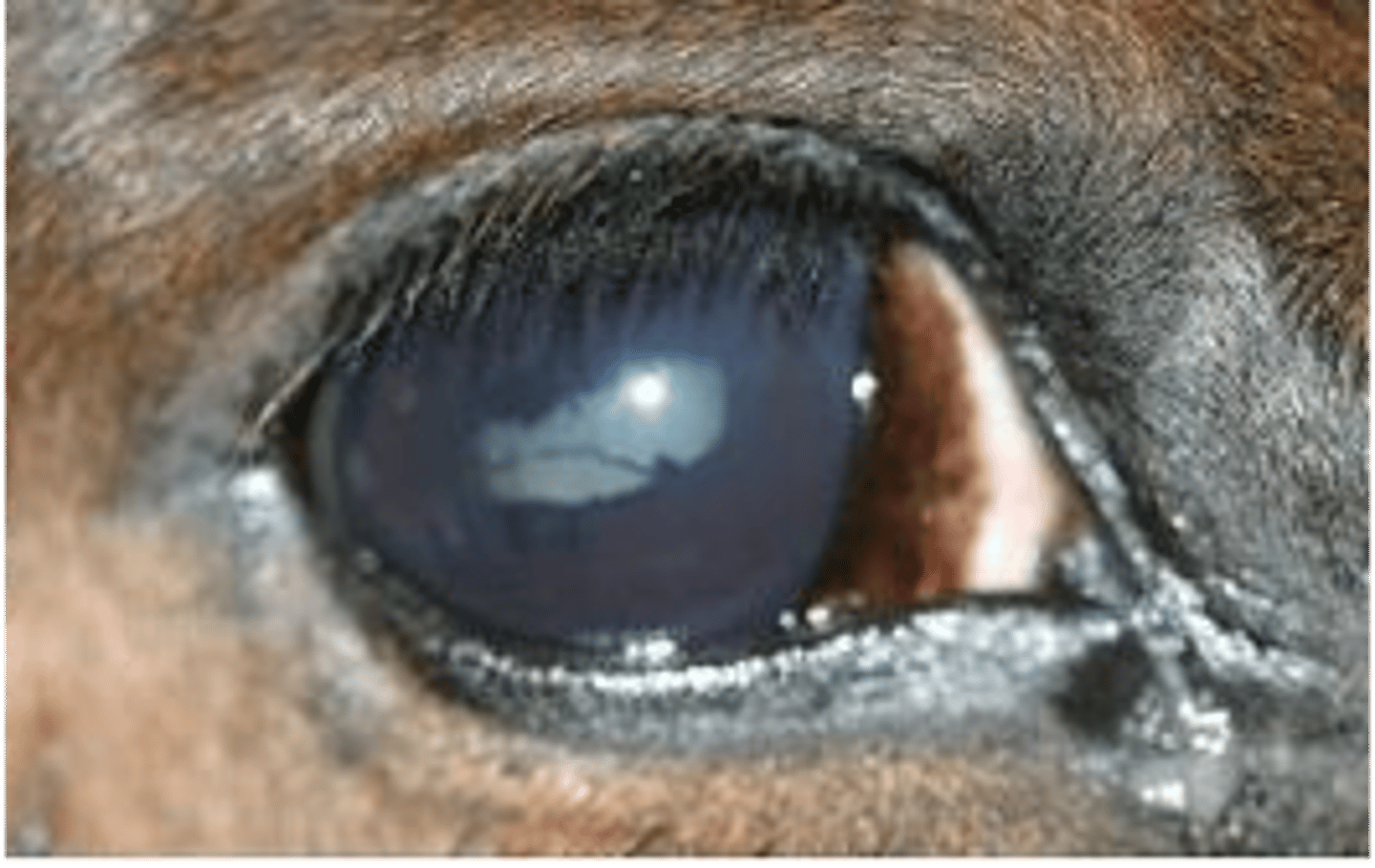 <p>this horse is likely suffering from what condition caused by lepto</p>