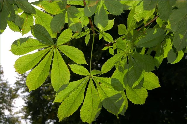 <p>In this photo, the leaf form is ___, the arrangement is _____.</p>