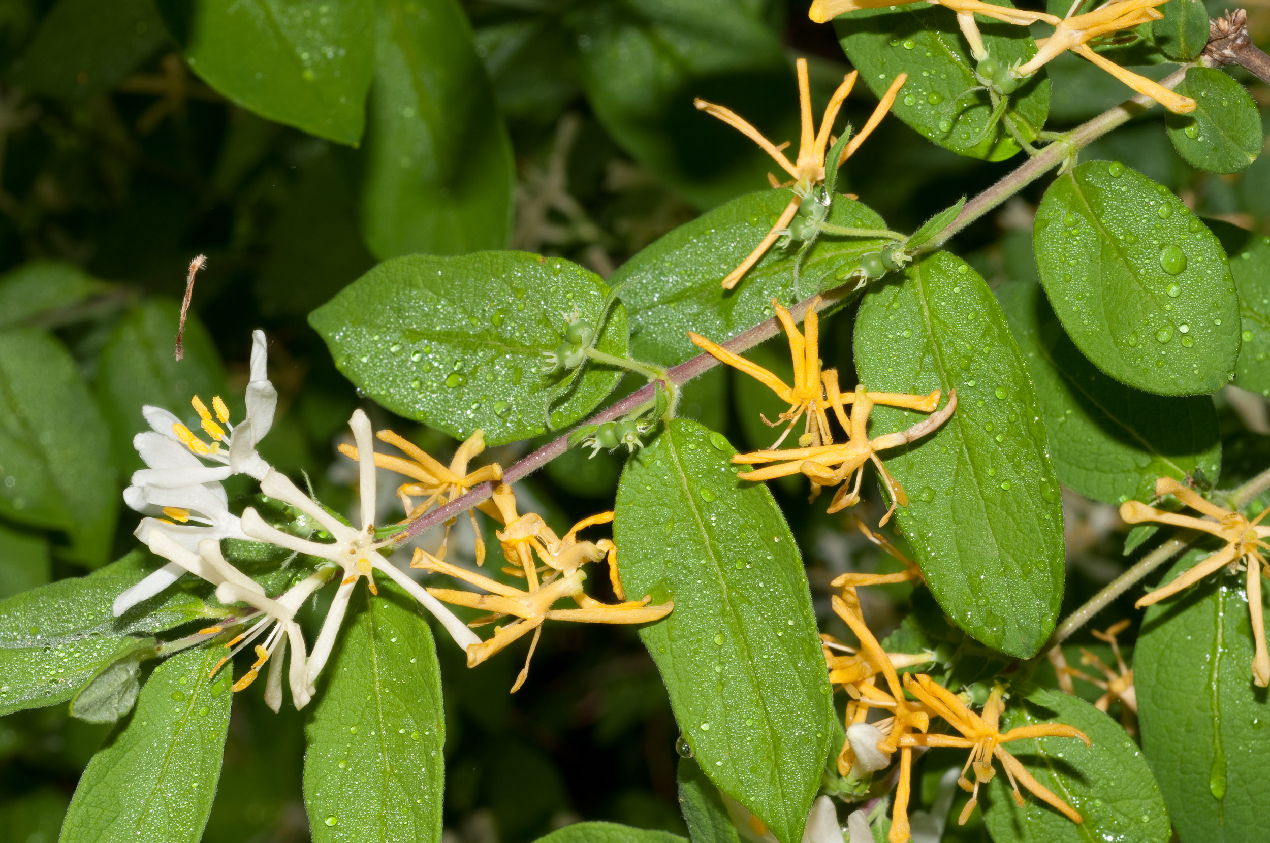 <p>fuzzy leaves and vine, no tendrils, hollow pith</p>