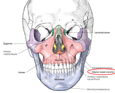 <ul><li><p>extend diagonally and inferiorly from lateral walls of nasal cavity at its lower third</p></li><li><p>long, narrow, very thin bones with a lateral curl</p><ul><li><p>gives scroll-like appearance</p></li></ul></li><li><p>3 nasal conchae on each side</p><ul><li><p>superior middle </p></li><li><p>inferior</p></li><li><p>upper two nasal conchae are processes of the the ethmoid bone</p></li></ul></li></ul><p></p>