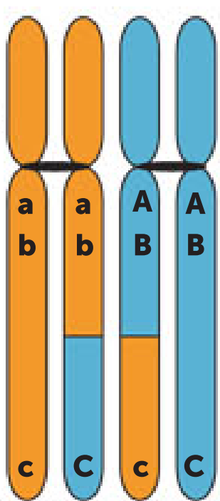<p>After crossing over - occurs as there is a new combination of alleles on the chromosomes.</p>