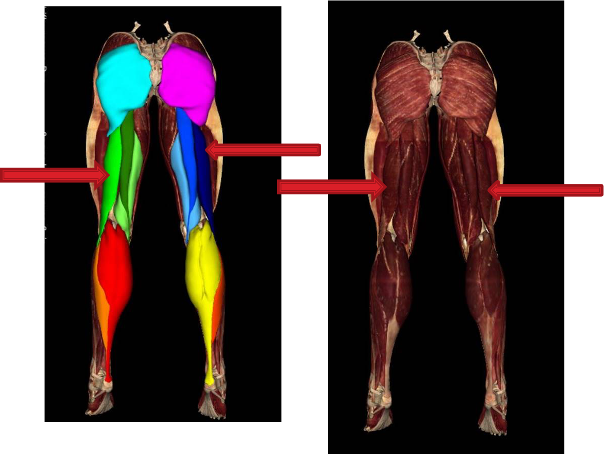 <p><strong>origin: </strong><mark data-color="red">ischial tuberosity </mark></p><p><strong>insertion:</strong> lateral side of head of fibula</p><p><strong>innervation:</strong> tibial division of sciatic nerve (L5-S2)</p><p><strong>action: </strong> <strong>-flex knee</strong></p><p>-lateral rotation when knee is flexed</p><p>-extend thigh when starting to walk</p>