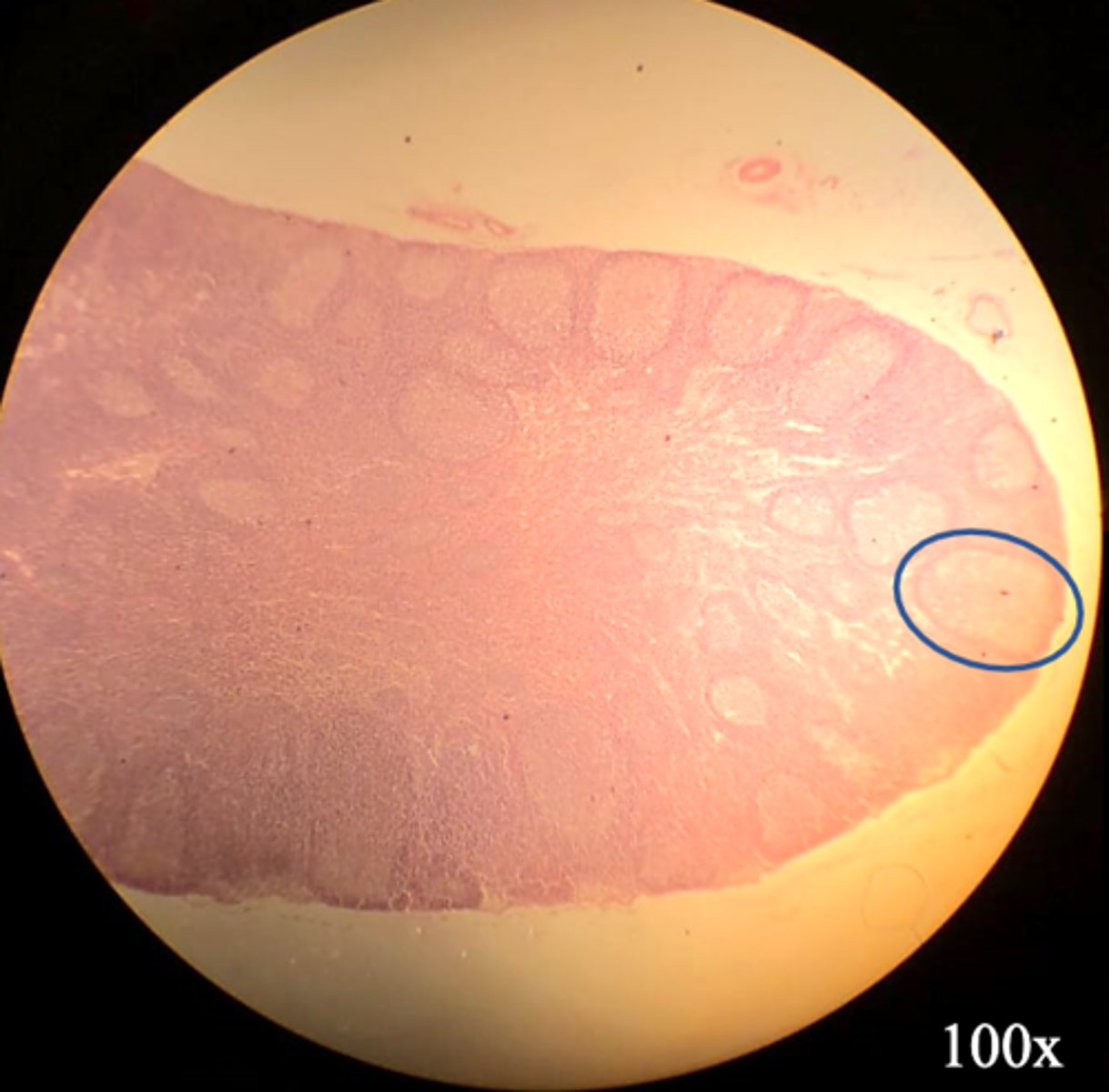 <p>Name the organ</p>