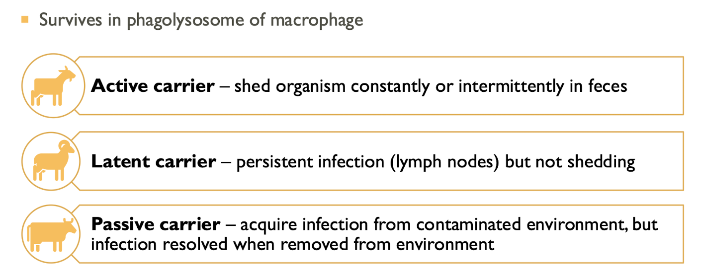 <p>Active carrier, latent carrier, and passive carrier.</p>
