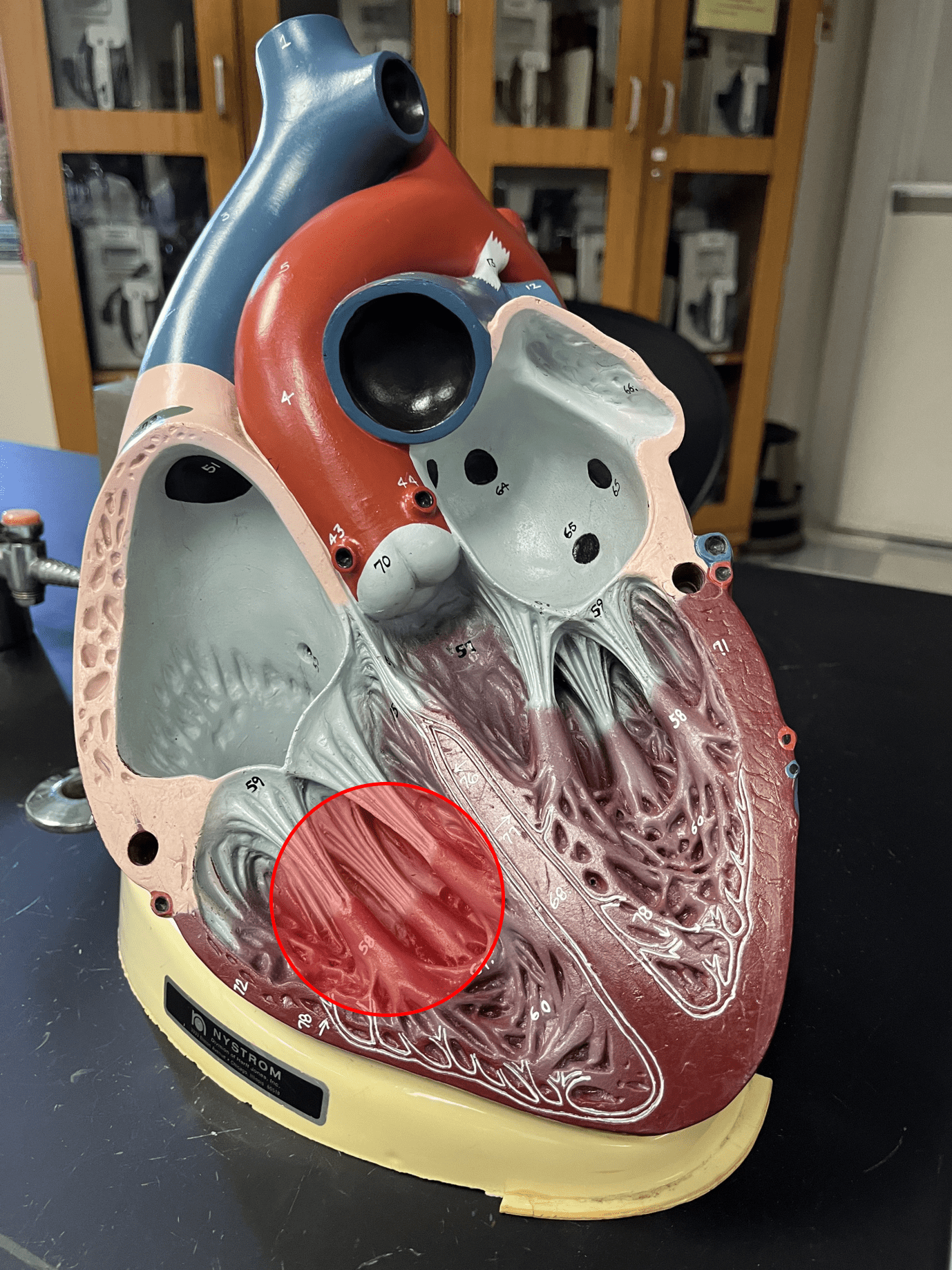• The inferior, right chamber of the heart.

• Receives deoxygenated blood from the right atrium.

• Pumps blood into the pulmonary trunk.