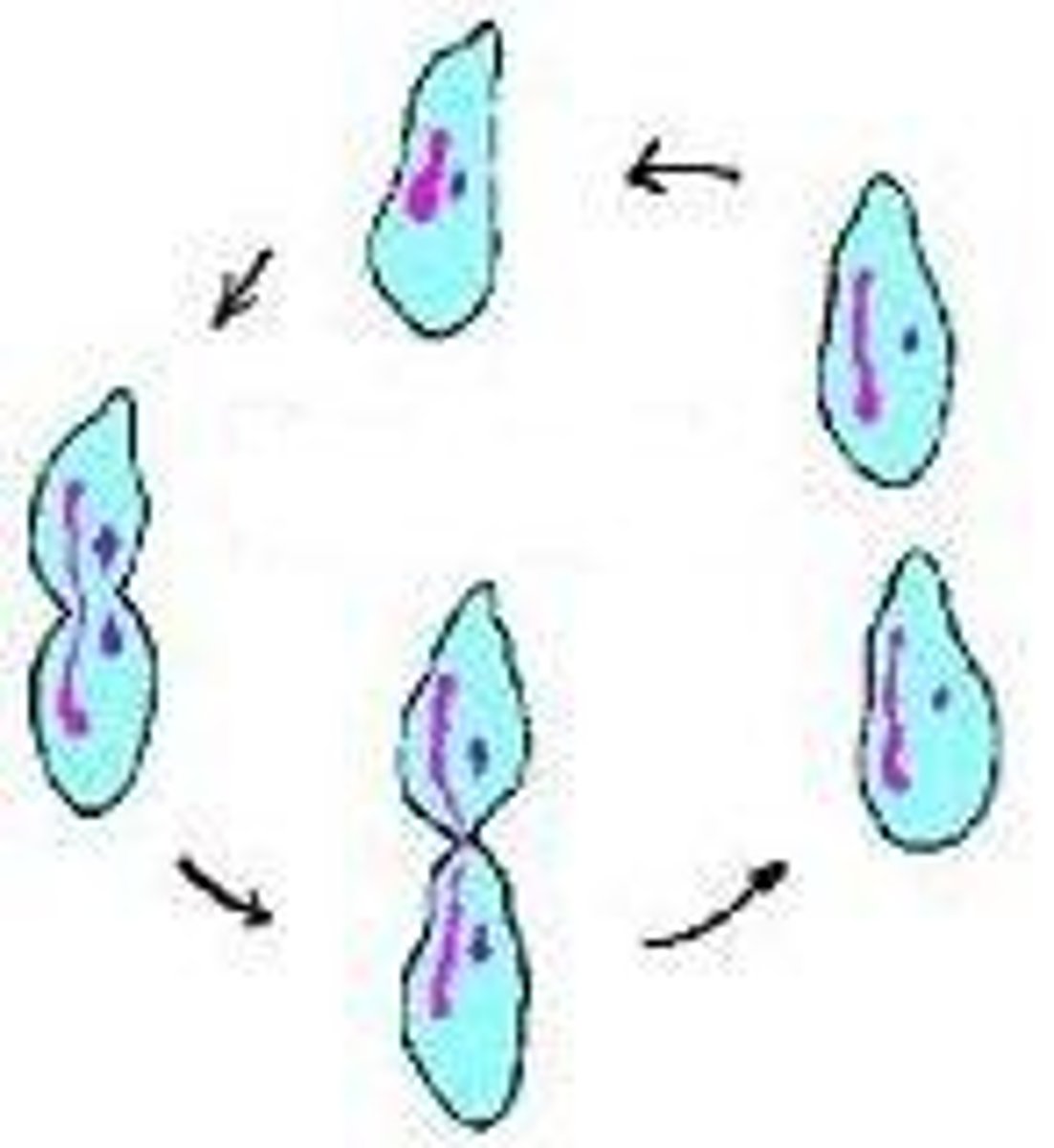 <p>reproduction in which a single parent produces offspring that are genetically identical to the parent (bacteria)</p>