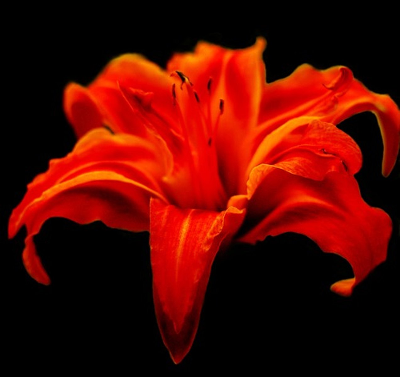 <p>The space around something in an artwork.</p><p>For example, the black space around the flower.</p><p>This can be used to frame something to make it seem more important.</p><p>It could also create a feeling of calm or loneliness.</p>