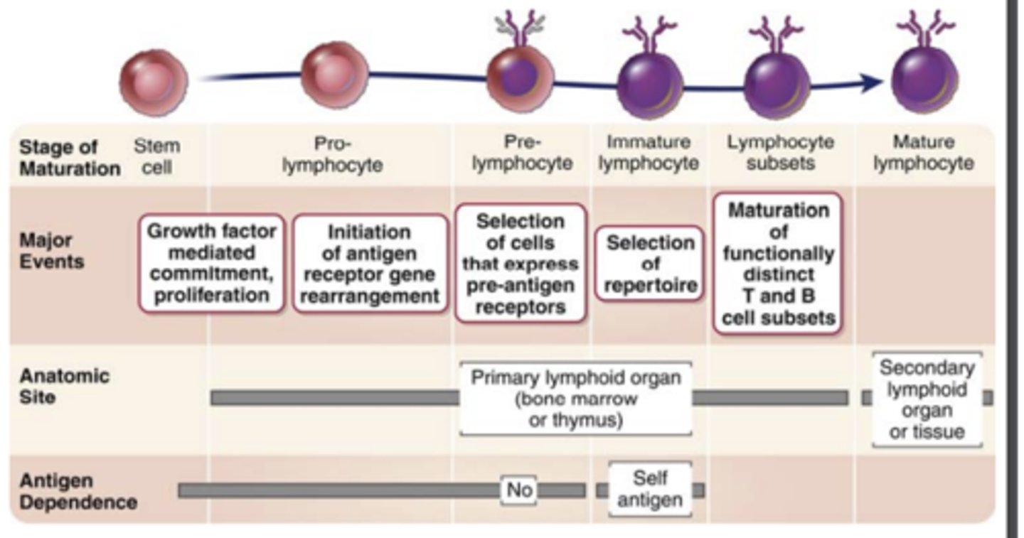<p>The sequential and ordered <strong><span class="bgB">rearrangement</span></strong> of <strong><span class="bgB">antigen receptor genes</span></strong> and the <strong>expression of antigen receptor proteins</strong></p>