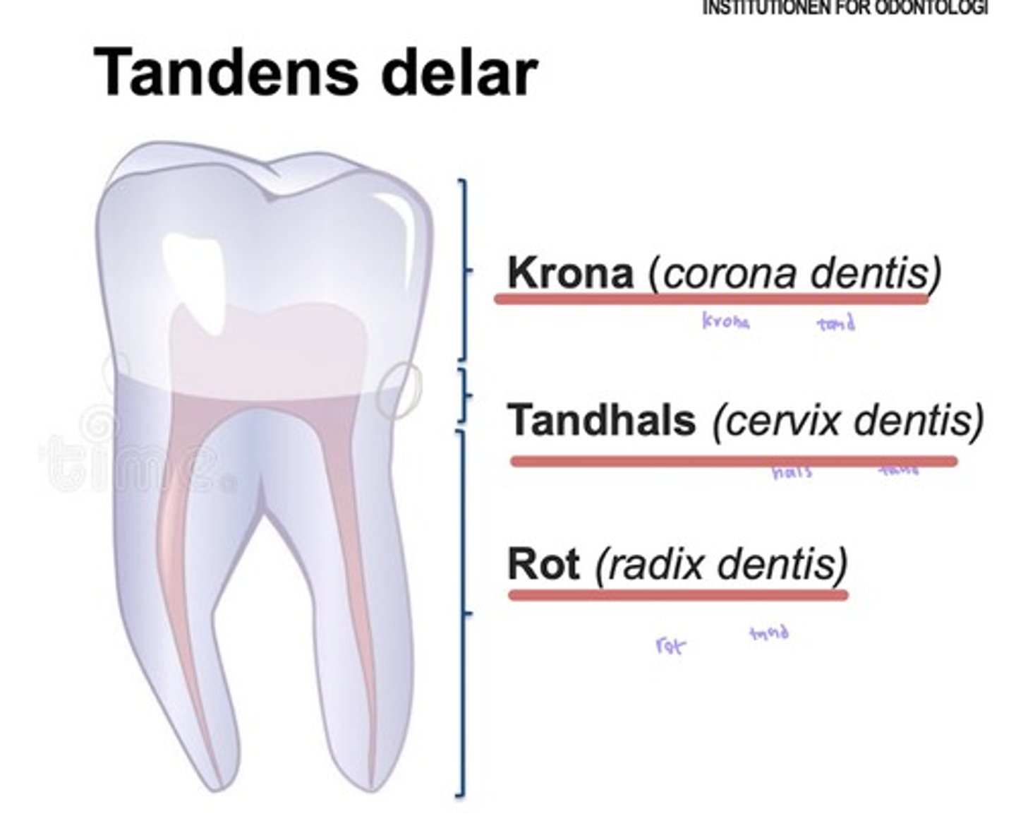 <p>Krona - corona dentis<br>Tandhals - cervix dentis<br>Tandrot - radix dentis<br>Rotspets - apex radix dentis</p>