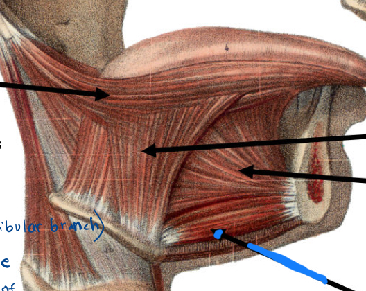 <p>What is the name of the muscle located in the blue arrrow?</p>