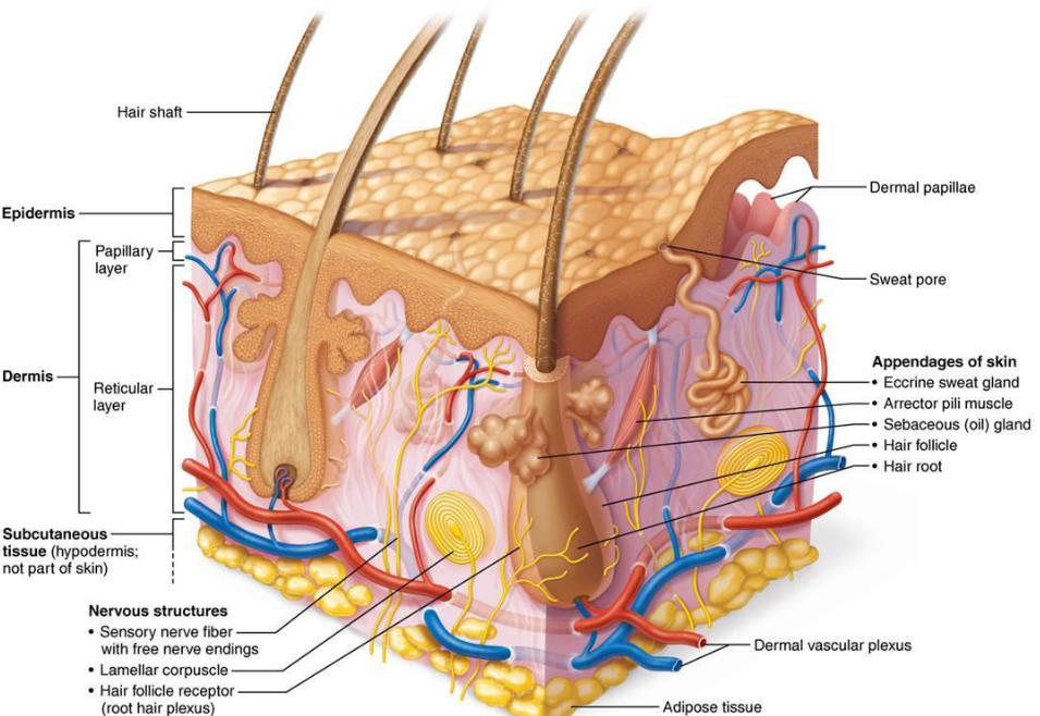 <ol><li><p><strong>Epidermis</strong>: Superficial region</p><ul><li><p>Consists of epithelial tissue, avascular</p></li></ul></li><li><p><strong>Dermis: </strong>Underlines epidermis</p><ul><li><p>Mostly fibrous connective tissue, vascular</p></li></ul></li><li><p><strong>Hypodermis</strong>: superficial fascia</p><ul><li><p>Subcutaneous layer</p></li><li><p>Mostly adipose tissue</p></li><li><p>Anchors skin to underlying structures</p></li></ul></li></ol><p></p>