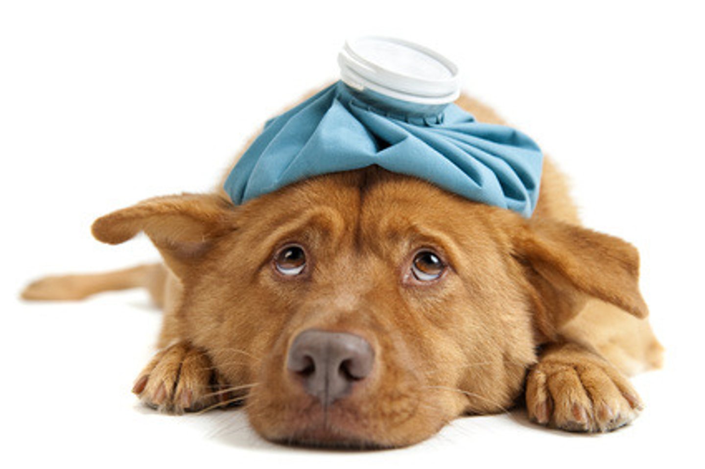 <p>headache</p>