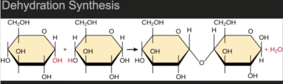 <p>also known as condensation reaction - lose hydrogen (H) and hydroxyl (HO) to form water (H2O) and then the unpaired electrons will bond to form a longer chain</p><p>can link together amino acids &amp; form peptide bonds</p>