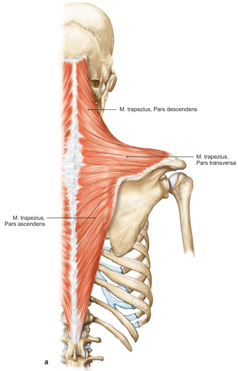 <p>m. trapezius</p><p>loopt van de nek (pars descendens), thoracale wervels (pars transversa en de rug (pars ascendens) naar de hoek van de scapula</p><p>functie = elevatie (pars descendens), retractie (pars transversa) en depressie (pars ascendens)</p>