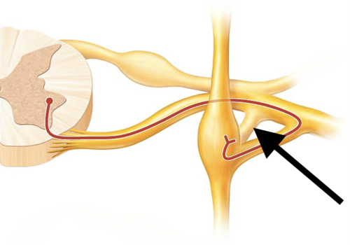 <p><span>Carry unmyelinated postganglionic sympathetic axons from trunk to all spinal nerves</span></p>