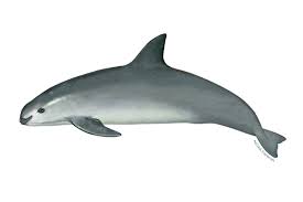 <p>Vaquita</p>