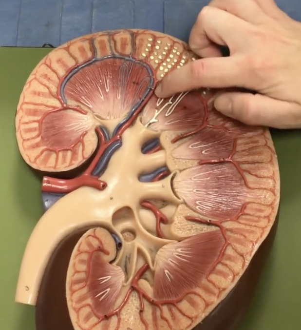 <p>Description: Arteries in the renal columns</p><p>Function: Branches into the arcuate arteries</p>