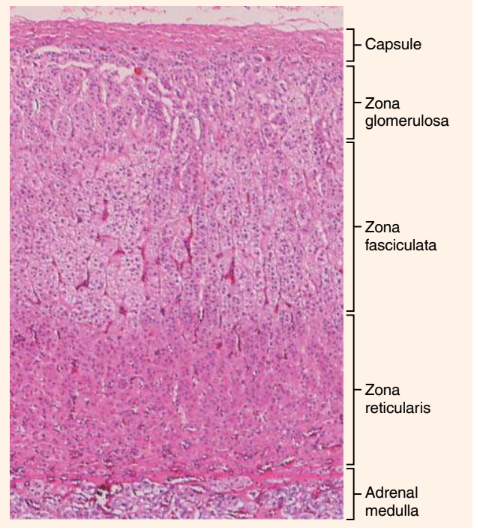 <p>What endocrine organ or gland is this?</p>