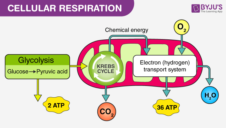 <p>Krebs Cycle or citric cycle (second of cellular respiration)</p>
