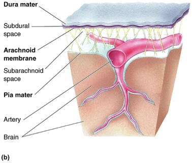 <ul><li><p>CSF circulates in after coming from ventricles</p></li><li><p>blood vessels</p></li></ul><p></p>