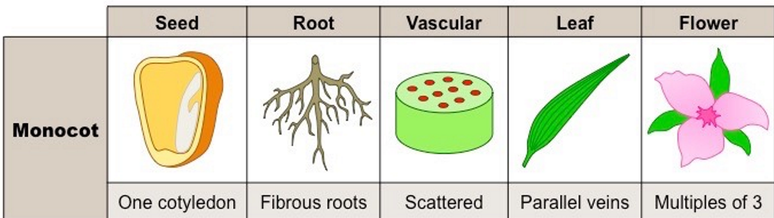 <p>one cotyledon (in the seed of a plant), fibrous roots, scattered vascular, parallel veins, multiples of three. (lilies)</p>