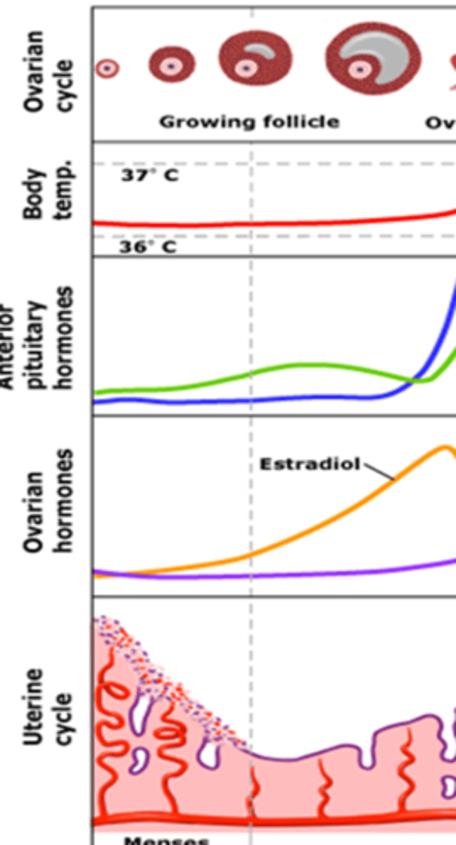 <p>What stage of the repro cycle is shown and what endometrial phase ?</p>