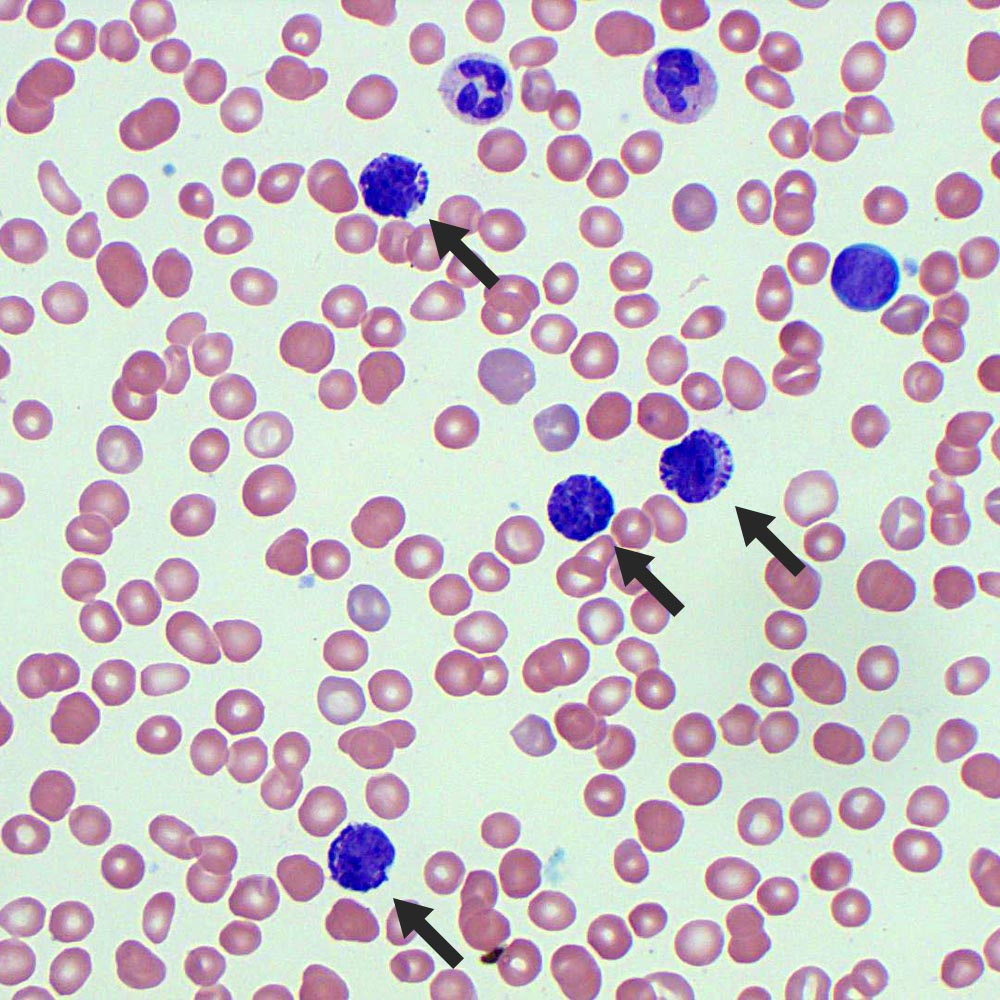 <p>What cell is demonstrated in the image?</p>
