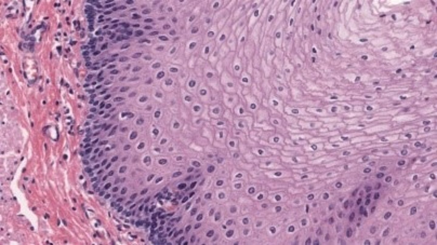 <p>Esophagus</p>