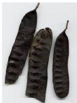 <ul><li><p>boketosid</p></li></ul><ul><li><p>australosid</p></li></ul><p></p>