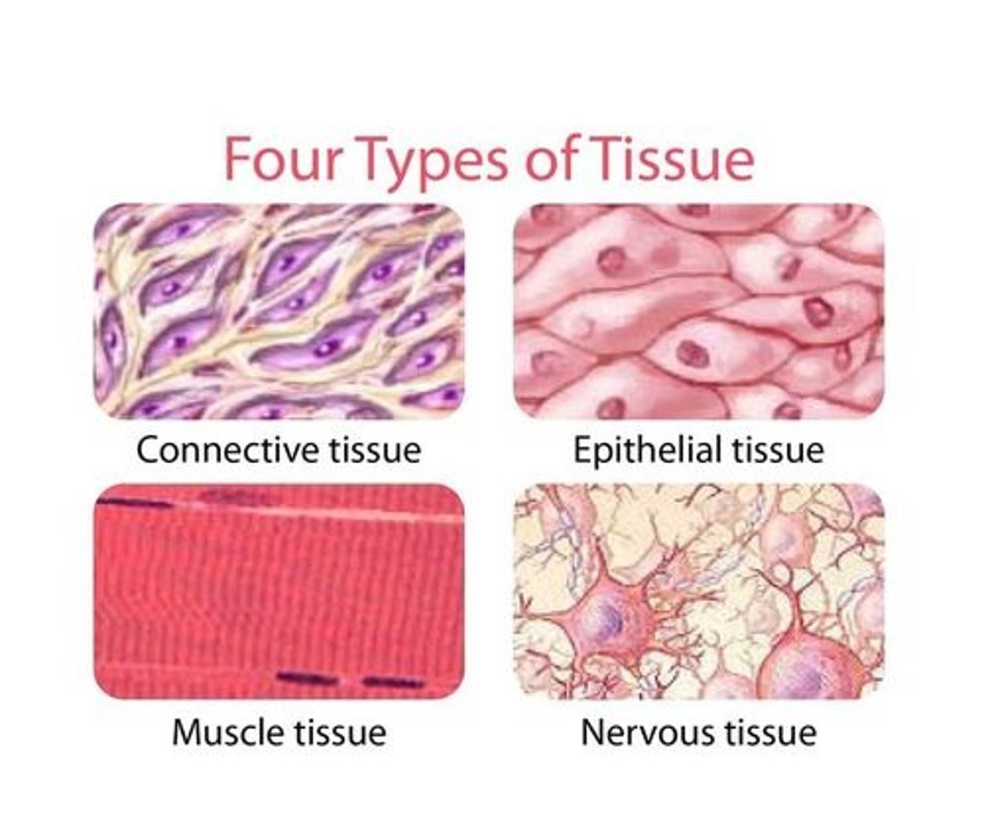 <p>Tissue</p>