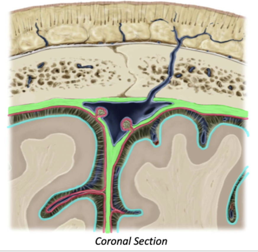 <p><u>Meninges</u><br>Label + Explain</p>