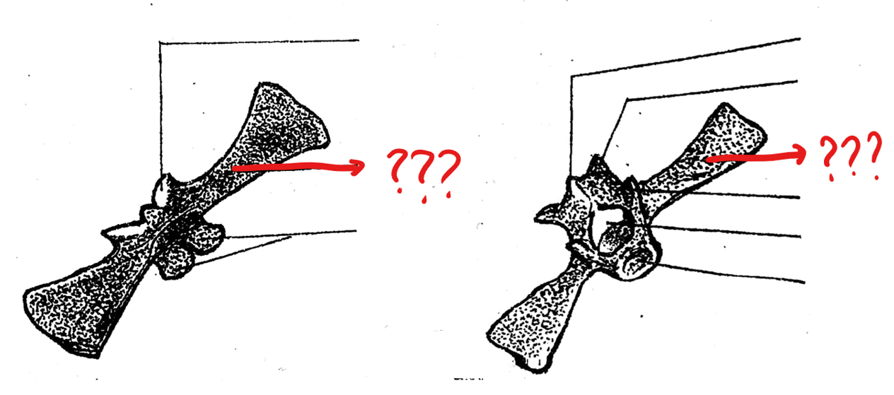 <p>part of the typical vertebrae of the vertebral column; an elongated bone arising from the lateral portion of the vertebra at the junction of the centrum and neural arch</p>