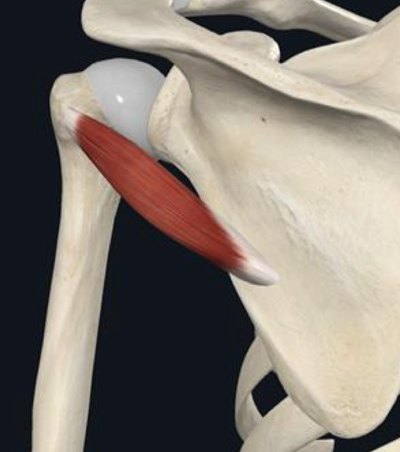 <p>What are the proximal attachments of teres minor?</p>