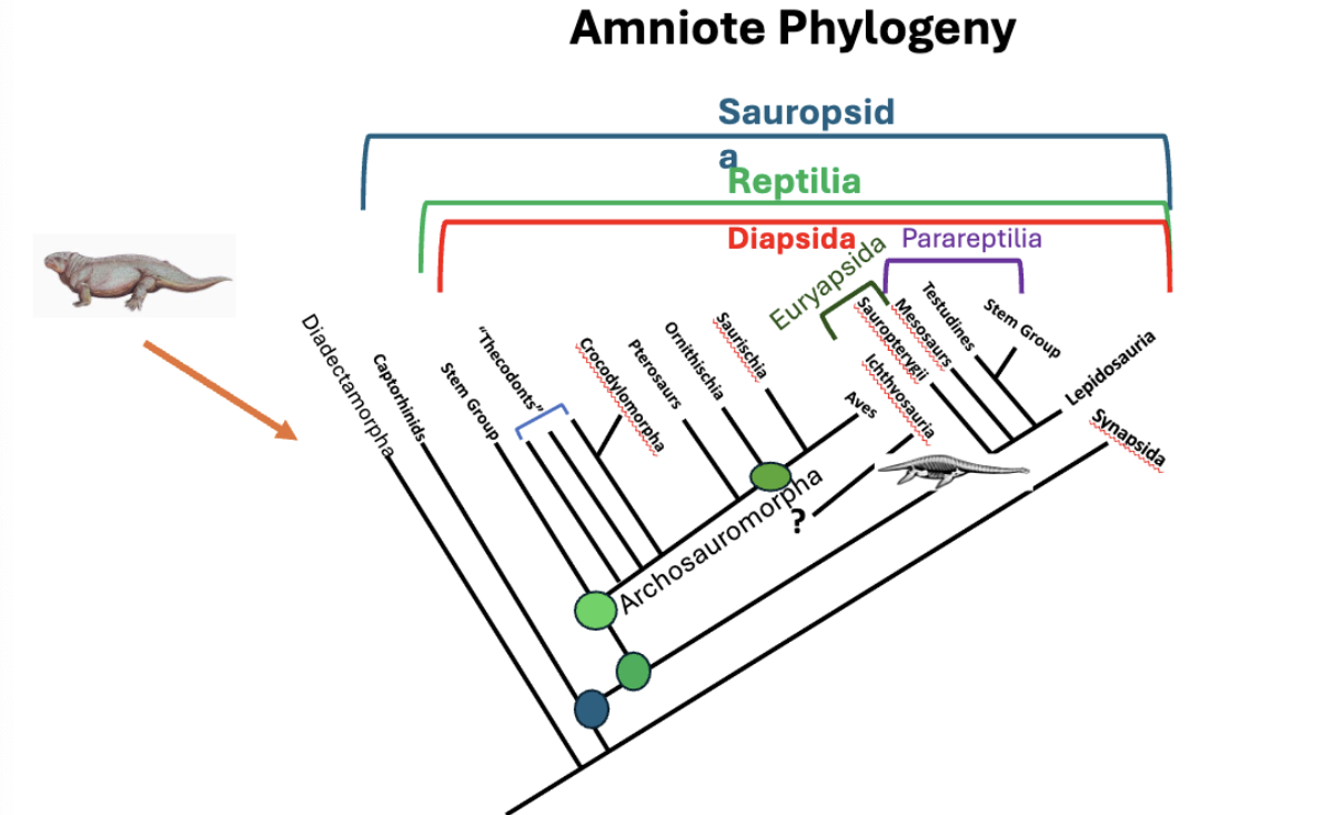 <ul><li><p>turtles + fossil groups</p></li><li><p>anapsids</p></li><li><p>carapace (top of shell), plastron&nbsp;(bottom of shell)</p></li><li><p>dorsal skeleton fused to carapace&nbsp;</p><ul><li><p>less vertebrae in turtles compared to other reptiles </p><img src="https://knowt-user-attachments.s3.amazonaws.com/b0a0c40a-5717-4746-9eee-9992e1ef0dbf.png" data-width="100%" data-align="center"></li></ul></li></ul><p></p>