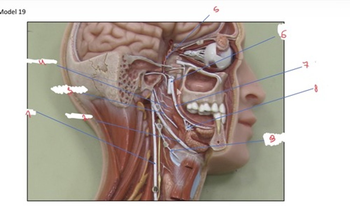 <p>Wat wordt er aangeduid met 6</p>